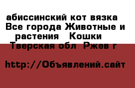 абиссинский кот вязка - Все города Животные и растения » Кошки   . Тверская обл.,Ржев г.